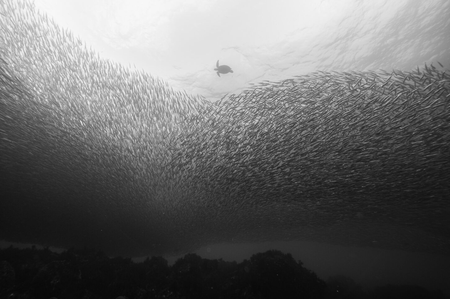 グランプリ「早春の海中絶景」岸谷千恵子様